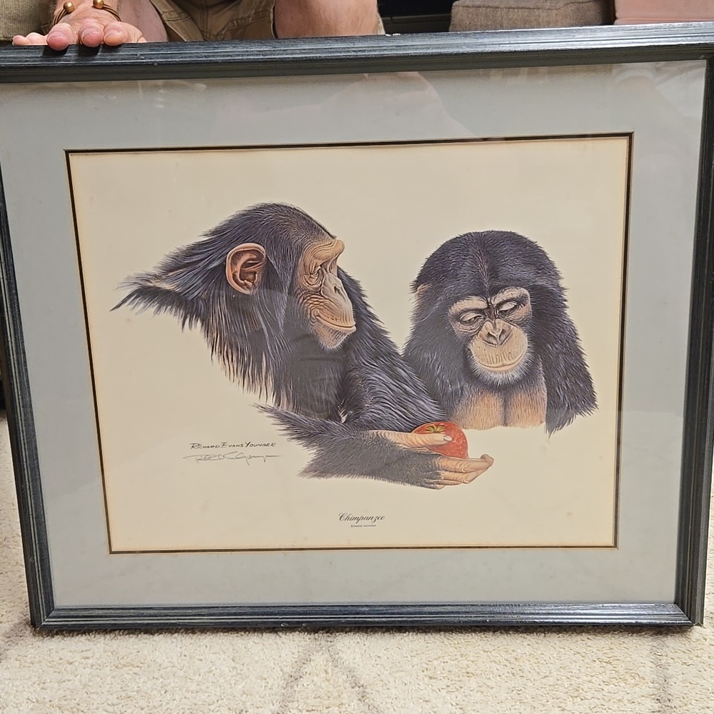 Signed 1975 Chimpanzee Art Print Artist Richard Evans Younger